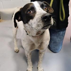 Brutus, Unknown, adult, available for adoption