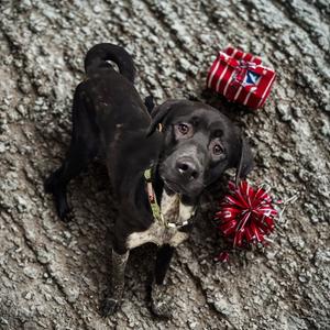 Banner, adult, available for adoption
