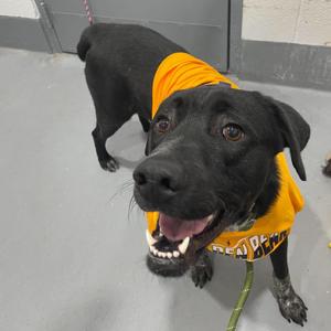 Banner, adult, available for adoption