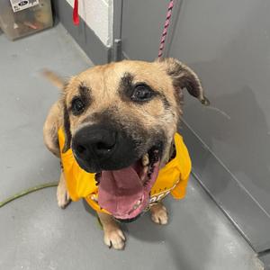 Chuck- (Chaucer), Mixed Breed (Large), adult, available for adoption