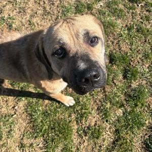 Chuck- (Chaucer), Mixed Breed (Large), adult, available for adoption