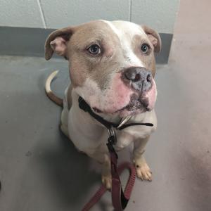 Asha, Unknown, adult, available for adoption