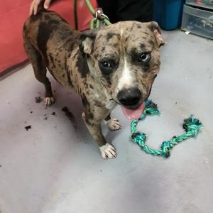 Hank, Unknown, adult, available for adoption