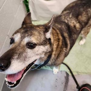Fancy, Unknown, senior, available for adoption
