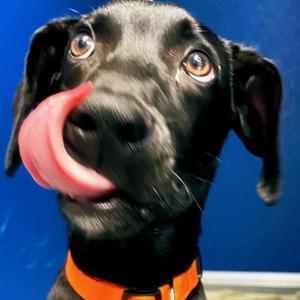 Bendy, Unknown, adult, available for adoption