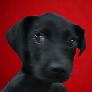 Bendy, Unknown, puppy, available for adoption