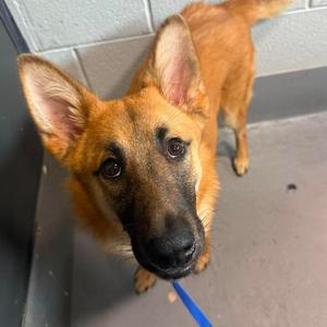 Daisy, Unknown, adult, available for adoption