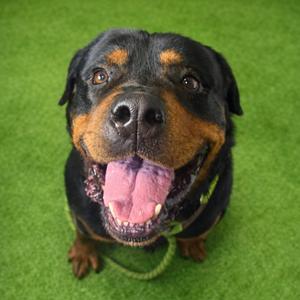 Kodi, Unknown, adult, available for adoption