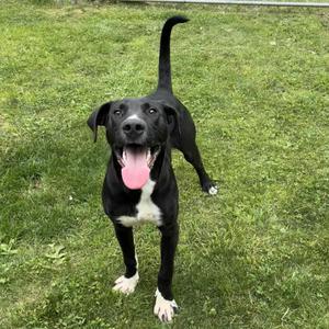 Dino, Mixed Breed (Large), adult, available for adoption