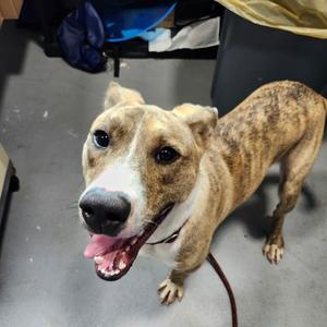 Jasper, Unknown, adult, available for adoption