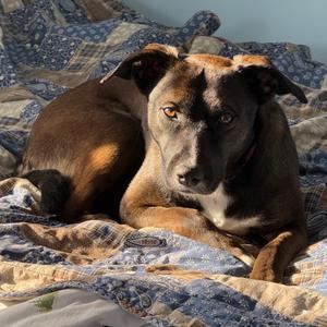 Little Bit, Mixed Breed (Medium), adult, available for adoption