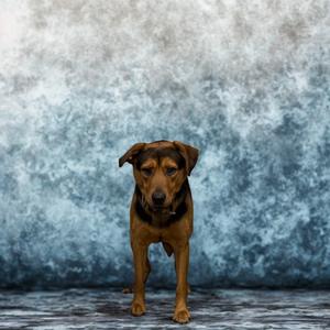 Diesel (Rottie), Unknown, adult, available for adoption