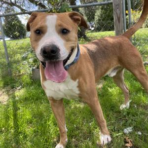 Buzz, Mixed Breed (Large), adult, available for adoption