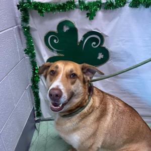 Howie, Unknown, adult, available for adoption