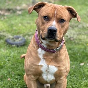 Chewie, Mixed Breed (Large), adult, available for adoption