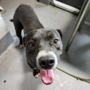 A close-up, low-angle shot of a grey pitbull-type dog looking up at the camera with its tongue out.