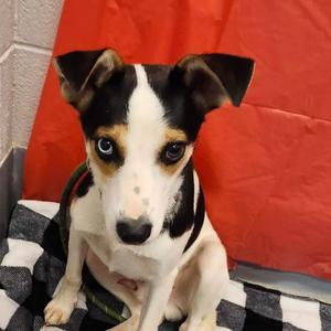 Gandolph, Unknown, adult, available for adoption