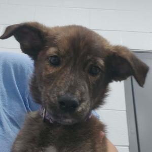 Cocoa, Unknown, puppy, available for adoption