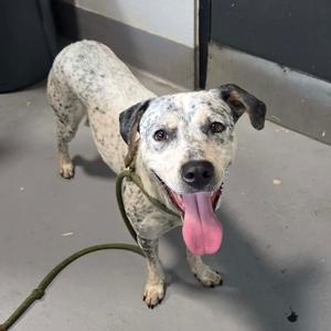 A happy dog with a spotted coat and a pink tongue sticking out, standing on a leash.