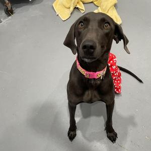 Lori, Unknown, adult, available for adoption