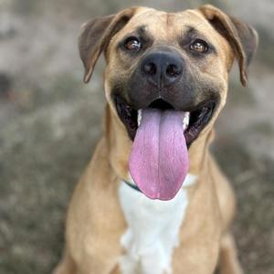 Alfredo, Mixed Breed (Large), adult, available for adoption