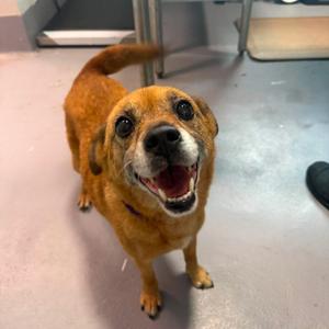 Ellie, Unknown, adult, available for adoption
