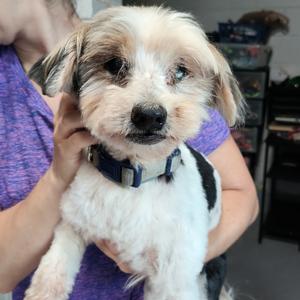 Darlene, Unknown, senior, available for adoption
