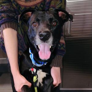 Blaze, adult, available for adoption