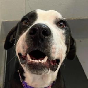 Anna, Unknown, adult, available for adoption