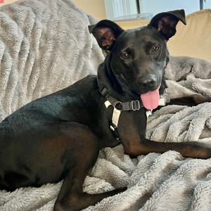 Blackjack, Mountain Cur, adult, available for adoption