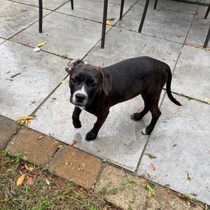 Cookie Pup: Stripe, Terrier, puppy, available for adoption