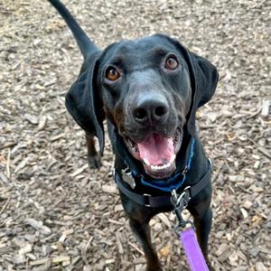Bob FKA Duncan Rocky, Retriever, Black Labrador, adult, available for adoption
