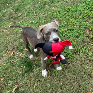 A playful puppy holding a red and black toy in its mouth, standing on a grassy lawn.