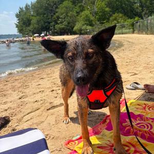 Fable, Shepherd, Dutch, adult, available for adoption