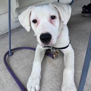 Farm Pup: Miss Sheep, Terrier, Pit Bull, puppy, available for adoption