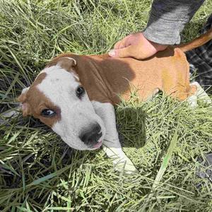 Cookie Pup: Brownie, Terrier, puppy, available for adoption