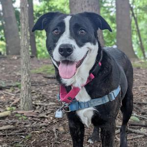 April, Terrier, Pit Bull, adult, available for adoption
