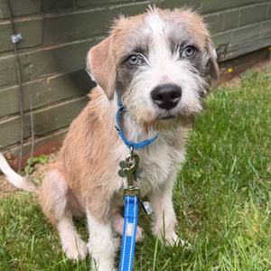 Cookie Pup: Fluffy, Terrier, puppy, available for adoption