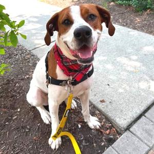 Austin, Hound, adult, available for adoption
