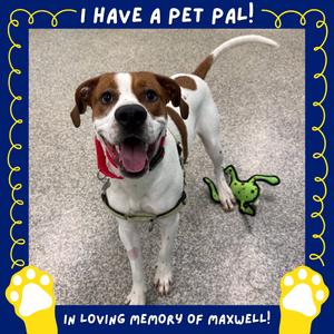 Austin, Hound, adult, available for adoption