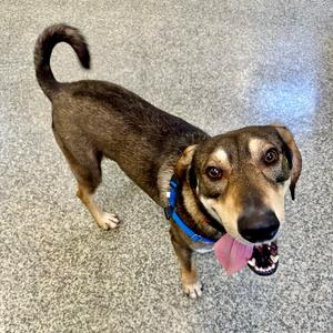 Bear Chase, Shepherd, adult, available for adoption