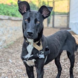Colin, Collie, Border, adult, available for adoption