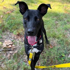 Colin, Collie, Border, adult, available for adoption