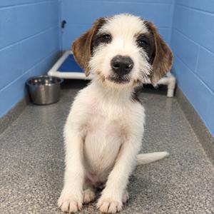 A small white and brown puppy with floppy ears sitting on a gray floor in a blue-walled room.