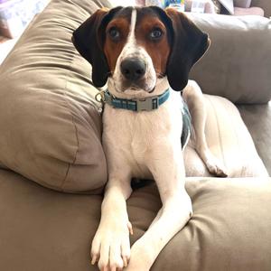 Bo, Beagle, adult, available for adoption