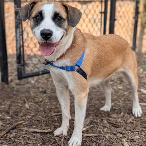 Coco Bear, Hound, adult, available for adoption