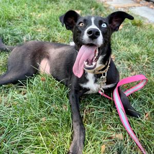 Cassidy, Collie, Border, adult, available for adoption
