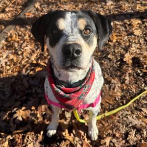 Chestnut, Hound, adult, available for adoption
