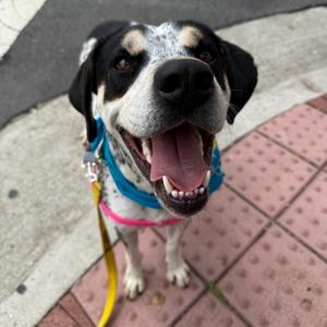 Chestnut, Hound, adult, available for adoption