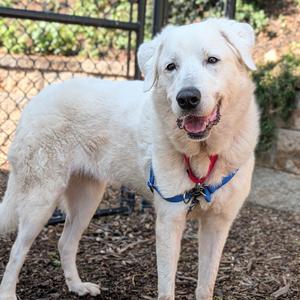 Duchess, Pyrenees, Great, senior, available for adoption